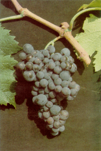 krassato grapes
